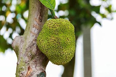 2021 indiePlay中国独立游戏大赛各大奖项公布！ 